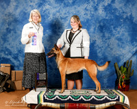 Belgian Malinois #22 Sun WB New Ch +A2