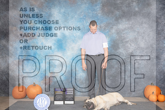 Mastiff #6 Sat BOBWB Judge Jan Paulk__JP_8656_Humble_2024_HR3
