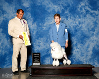 Poodle Miniature #8 Sun G3 Neal Joann Judge Ricardo Forastieri Gonzalez