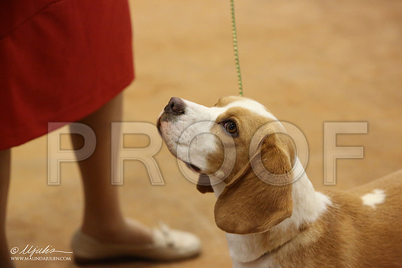 Beag-2819-Tex2013 HR3