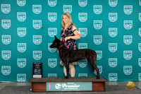 Dutch Shepherd #427 Sat ROBNT Judge Terri Rein