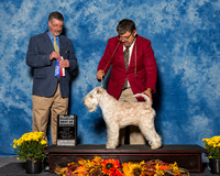 Soft Coated Wheaten Terriers #8 Sun NC BOW Bracklesberg Carissa Holly Million Judge Dr Thomas Lee Hossfeld