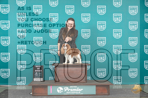 Cavalier King Charles Spaniel #784 Sun BOB Judge Deb Alle__JP_2844_Premier_2024_HR3
