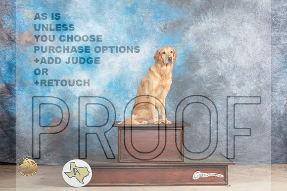 Golden Retriever #32 Sat PortraitMJP_0640_Abilene_2023_HR3