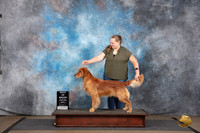 Golden Retriever #100 Fri BOB Judge John