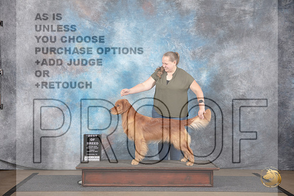 Golden Retriever #100 Fri BOB Judge John__JP_2333_LongviewTX_2024_HR3