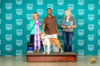 American Pit Bull Terrier #111 Wed BOB Judge Felicity Trammell