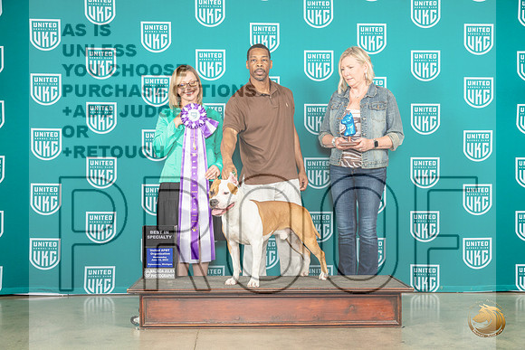 American Pit Bull Terrier #111 Wed BOB Judge Felicity TrammellMJP_3415_Premier2023_HR3
