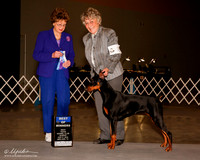 Doberman Pinscher #8 Sun BOW Phillips Janet Judge Patricia Trotter
