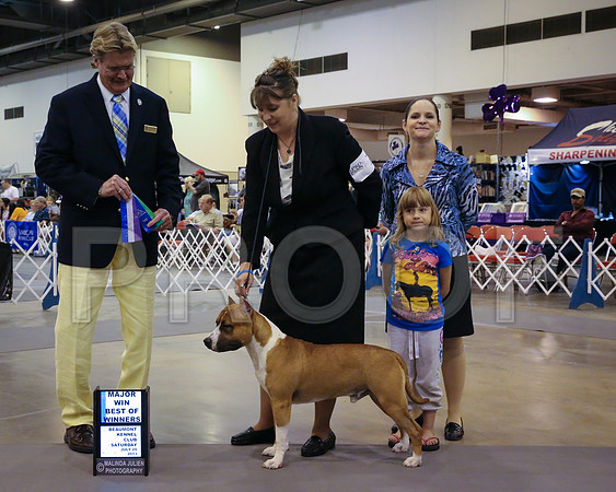 AmStaff-4971-HstnJ13HR