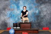 French Bulldog #11 Sat WDBOSOHBOB Judge Beth Downey