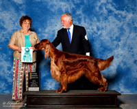 Irish Setter #5 Sun OH G3 Dill Bruce Judge Marilyn Pipes