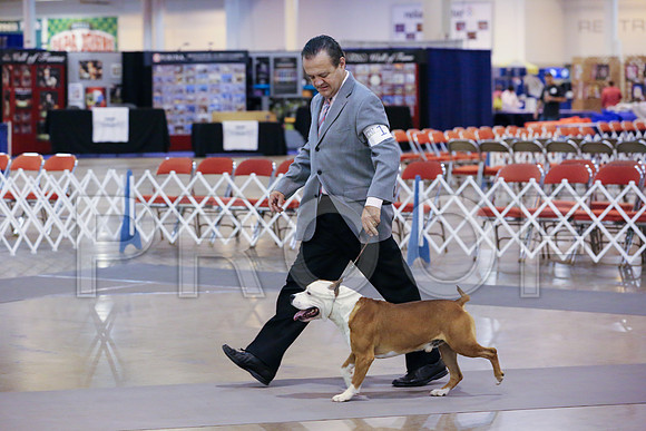 AmStaff-8254-HstnJ13HR