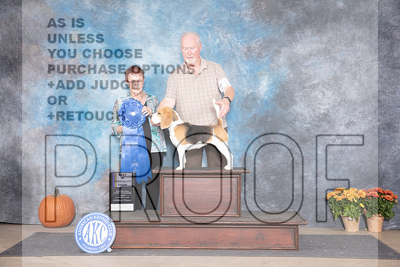 Beagle 15 #10 G1 BISS Judge Ann Meyer__JP_8314_Humble_2024_HR3