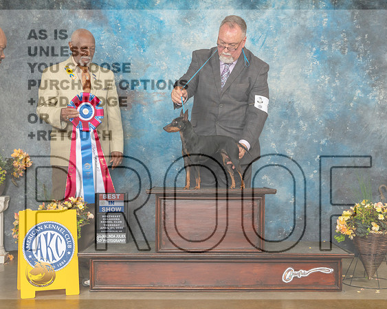 Toy Manchester Terrier #6 Thur BIS Judge Eugene Blake-MMJ_9127-NWARK2022-HR3