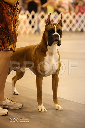 boxer-7115-HR