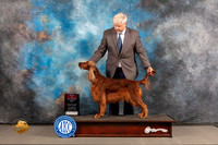 Irish Setter #10 WED BOS Judge Linda Hurlebaus