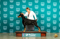 Doberman Pinscher Elton Sun