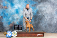 Staffordshire Bull Terrier #6 Sat BOWWB Judge Bev Andersen