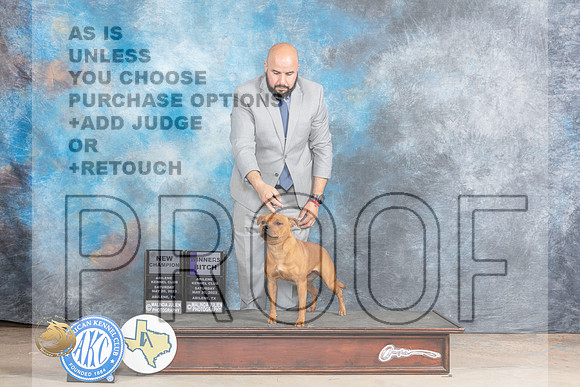 Staffordshire Bull Terrier #6 Sat BOWWB Judge Bev AndersenMJP_1055_Abilene_2023_HR3