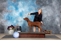 Redbone Coonhound #6 Sat OHBOBBOW Judge Sulie Greendale-Paveza