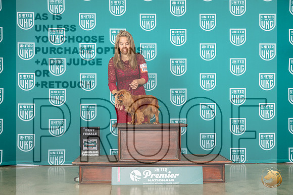 Cavalier King Charles Spaniel #1008 Fri BF Judge Trisha TillMJP_4373_Premier2023_HR3