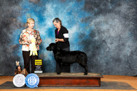 Labrador Retriever #26 Sun G3 Judge Karen Hynek