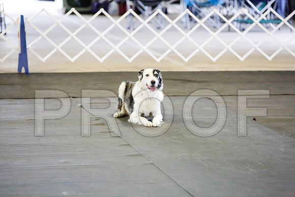 _CA_0491-DFWLabNov2015-©JulienLambertphoto.com-HR3
