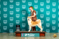 Japanese Akitainu #546 Sat BOB Judge Felicity Trammell