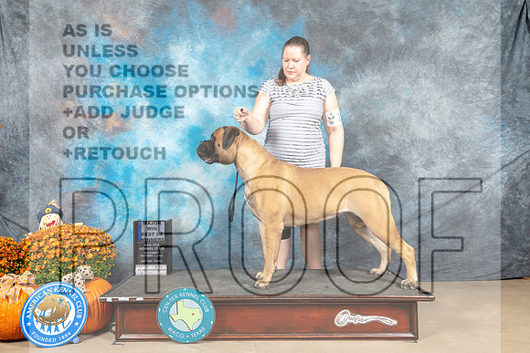 Bullmastiff #14 Sat BOWM Judge Steve Keating_MJ_5929_Belton_2022_HR3