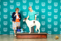 Silken Windhound #101 Wed BOW Judge Jennifer Landers