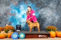 Chinese Shar Pei #11 Sat BOWWD Judge Daniel Dowling