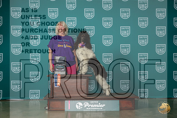 Poodle Std MC #909 Sat BegAgilityMJP_5387_Premier2023_HR3