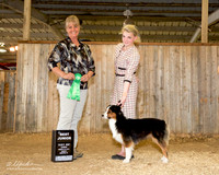 Australian Shepherd #? Sun Best Jr Sarah Ann Jacksor