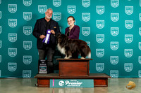 Shetland Sheepdog #302 Sun BOB Judge Matthew Proctor