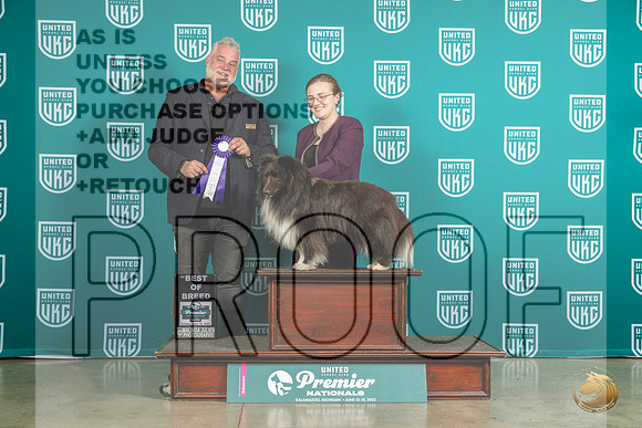 Shetland Sheepdog #302 Sun BOB Judge Matthew ProctorMJP_6209_Premier2023_HR3