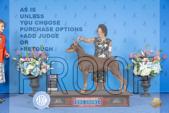 Doberman #9 SUN WD BOW M Judge Annella Cooper r__JP_0289_Houston_2024_HR3