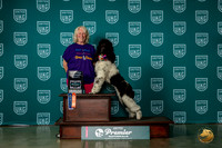 Poodle Std MC #909 Sat BegAgility