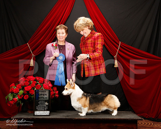 _ST_3465-2-HstnCorgiFeb2015-HR3