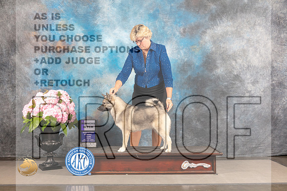 Norwegian Elkhound #8 FRI WB Judge Barbara Alderman_MJ_5677_Houston_2022_HR3