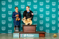 Tibetan Spaniel #1044 Thur BOB Judge Felicity Trammell
