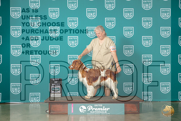 Welsh Springer #486 Fri BOB Judge David KittredgeMJP_4442_Premier2023_HR3