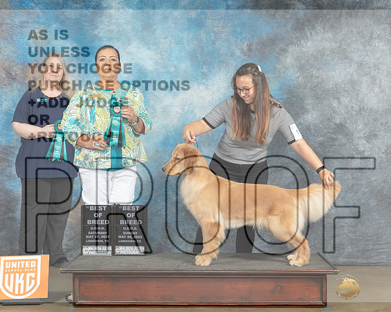 Golden Retriever #116 BOB Malinda BOB Michelle Blackowl Chavez-MJP_2809e_UKCLNGVWMAY 2023-HR3