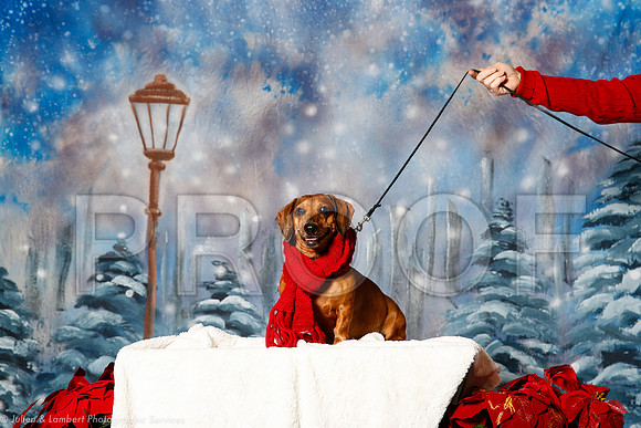 _ST_1468-PetsWestDec2015-HR3