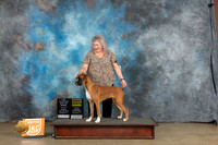 Boxer #389 Sun BOBG4 CH Judge Lynn Martin