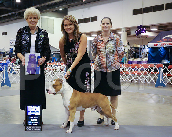 AmStaff-4266-HstnJ13HR