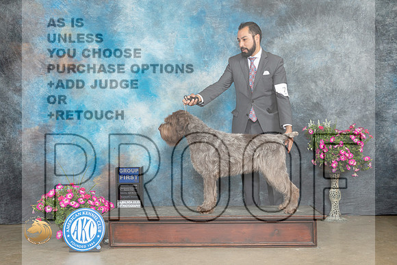 Wirehaired Pointing Griffon #7 Sat G1 Judge Gary Andersen_MJ_6889_ARK2023_HR3
