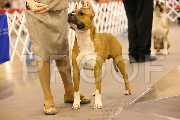 AmStaff-3846-HR300