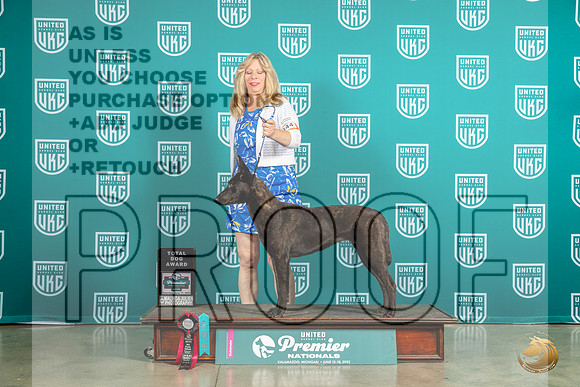 Dutch Shepherd #344 Sat TD Judge Matthew ProctorMJP_6023_Premier2023_HR3
