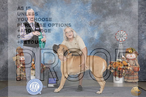 Mastiff #8 Fri OHG3 Judge Steve Keating_WP_0029e_Amarillo 2026
